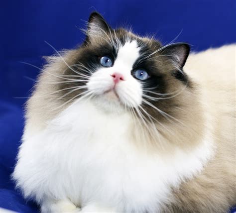 Ragdoll cat breeder - If you are looking for ragdoll kittens for sale in Chicago, Illinois, or other Midwestern areas, get in touch with us and reserve a kitten today! You can contact us online to find out about our ragdoll kittens for sale or call/text us at 630-803-4405 to adopt a ragdoll kitten or learn more about the process. 